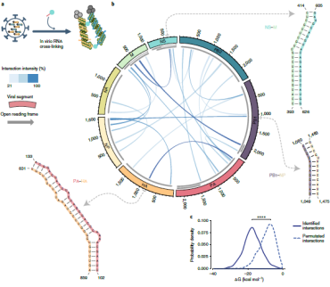 基因工程详细概述