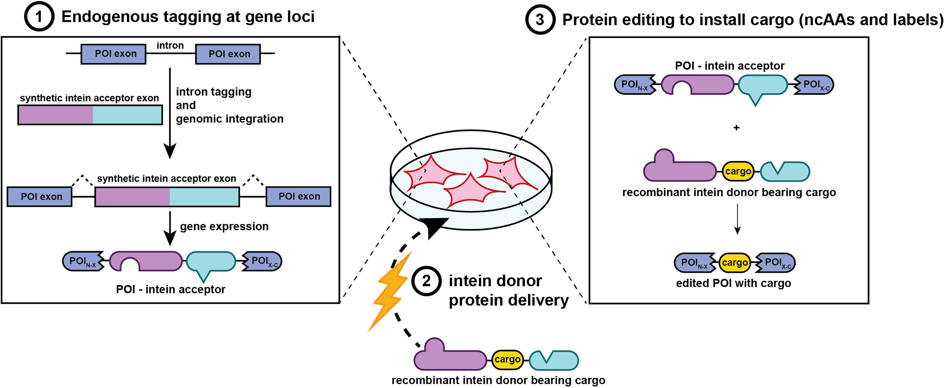 Intracellular protein editing enables incorporation of noncanonical residues in endogenous proteins