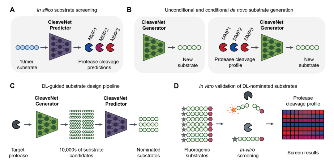MIT联合微软重磅发布CleaveNet：AI赋能蛋白酶设计