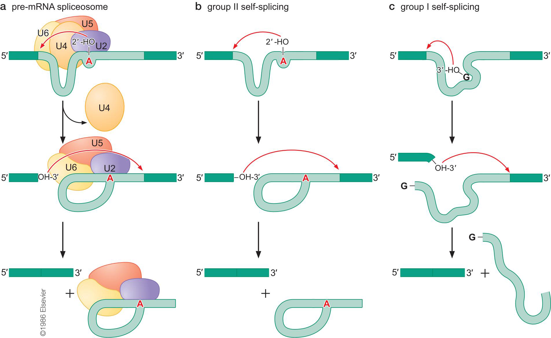 AI设计的基因编辑器登上Nature
