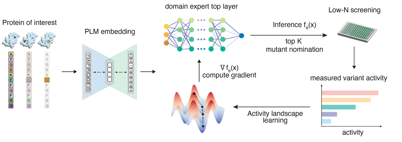 Rapid directed evolution guided by protein language models and epistatic interactions