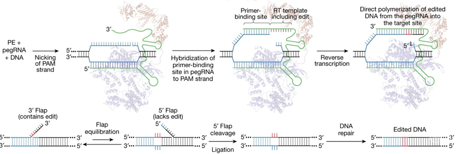 Nature | 基因组大模型 Evo 2 正式发布