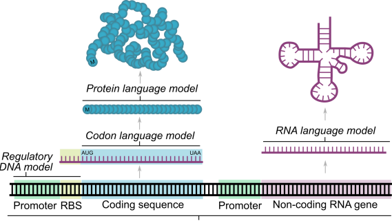 Genome modelling and design across all domains of life with Evo 2