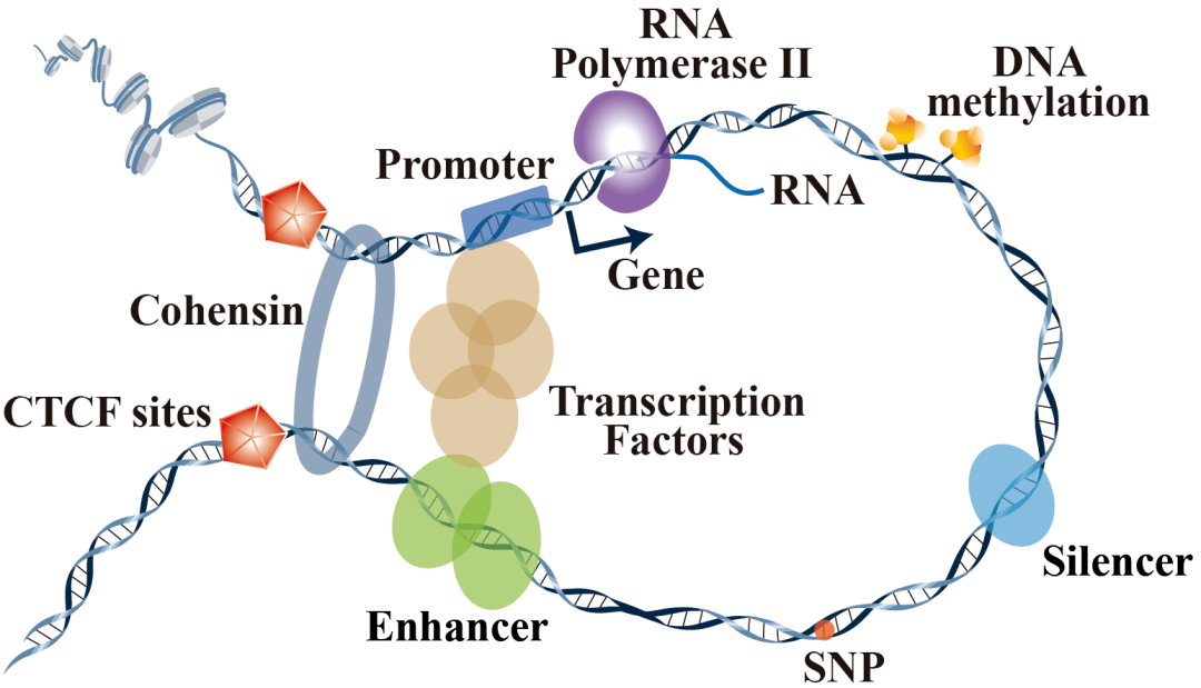 LaMGen: LLM-based 3D molecular generation